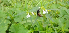 Colpacampsomeris indica