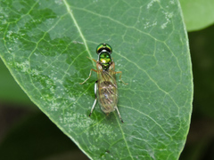 Sargus fasciatus