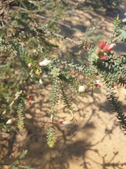 Darwinia pauciflora