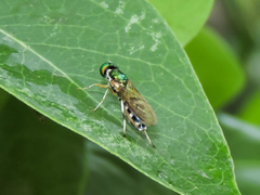 Sargus fasciatus