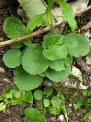 Doronicum caucasicum