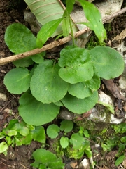 Doronicum caucasicum