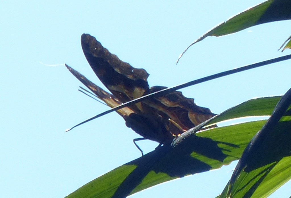 Charaxes analava