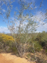 Acacia signata