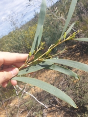 Acacia signata