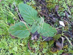 Calceolaria corymbosa