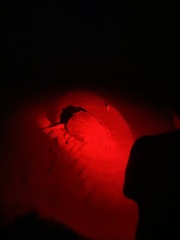 Dermochelyidae