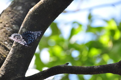 Dichorragia nesimachus