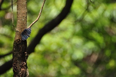 Dichorragia nesimachus