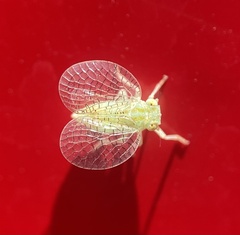 Neaethus grossus