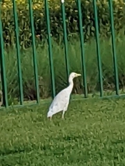 Bubulcus ibis