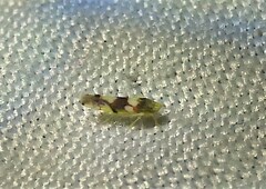 Erythroneura elegans