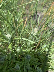 Gnaphalium exilifolium