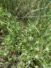 Gnaphalium exilifolium