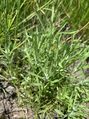 Gnaphalium exilifolium