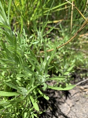 Gnaphalium exilifolium