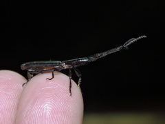 Brentinae