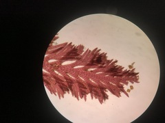 Pterosiphonia