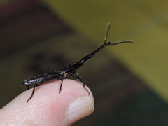 Brentinae
