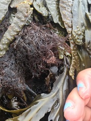 Microcladia borealis