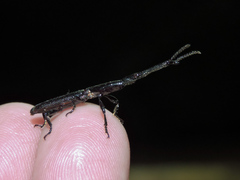 Brentinae