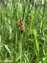 Carex raynoldsii