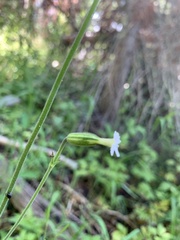Silene drummondii