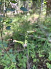 Silene drummondii