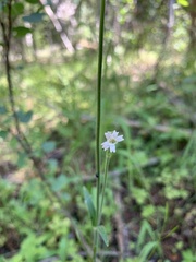Silene drummondii