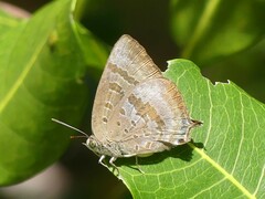 Arhopala eupolis