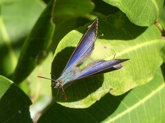 Arhopala eupolis