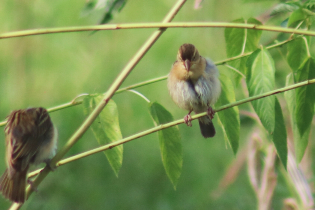 Baya Weaver