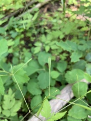 Osmorhiza depauperata