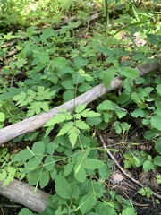 Osmorhiza depauperata