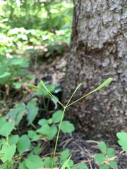 Osmorhiza depauperata