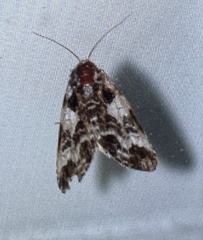 Cerma cerintha