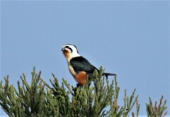 Microhierax caerulescens