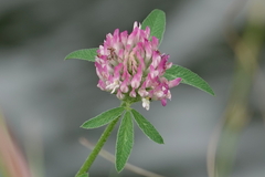 Trifolium pratense