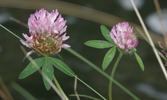 Trifolium pratense