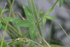 Trifolium pratense