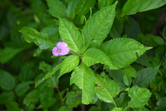 Impatiens macrovexilla