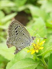 Zizeeria karsandra