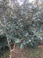 Feijoa sellowiana