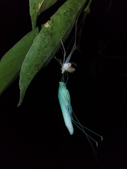 Anaulacomerina