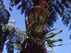 Lepisorus validinervis