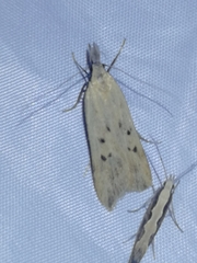 Dichomeris limosellus