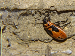 Lygaeus kalmii