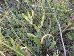Convolvulus lineatus