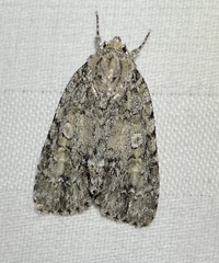 Acronicta immodica