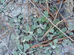 Glinus lotoides